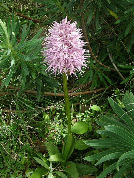 Orchis italica
