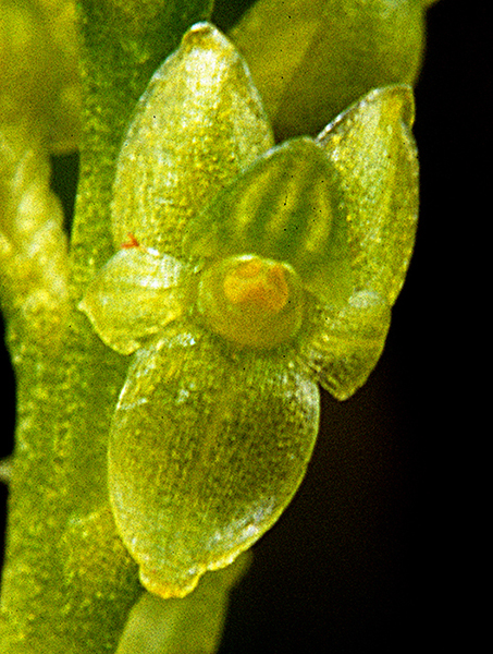 Hammarbya paludosa