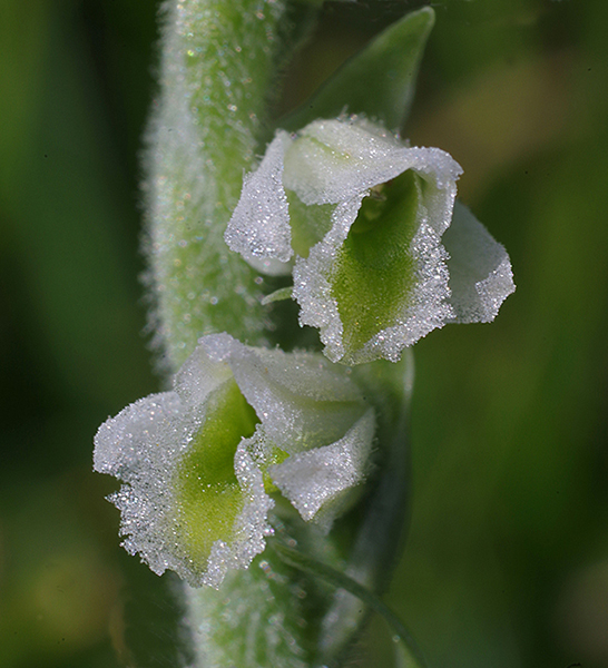 Spiranthes spiralis