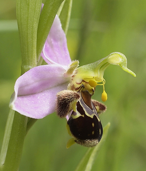 Ophrys apifera