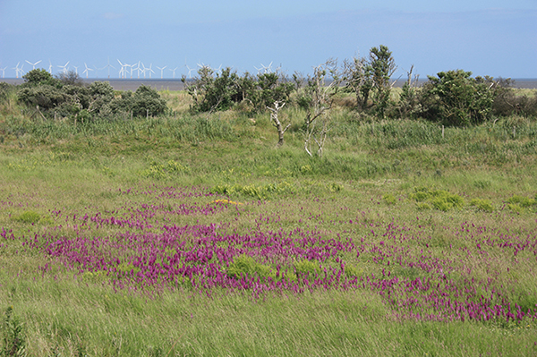 Dactylorhiza praetermissa