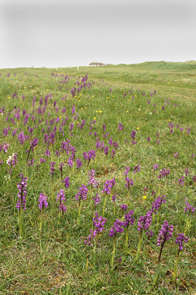 Anacamptis morio