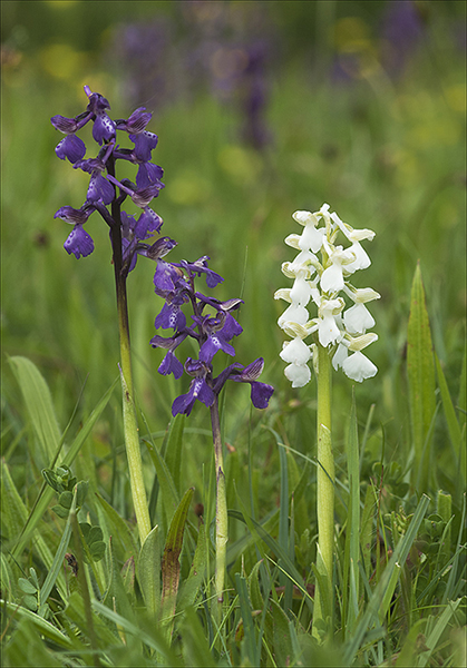 Anacamptis morio