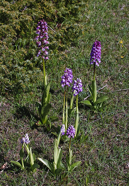 Orchis purpurea, O. militaris & hybrids