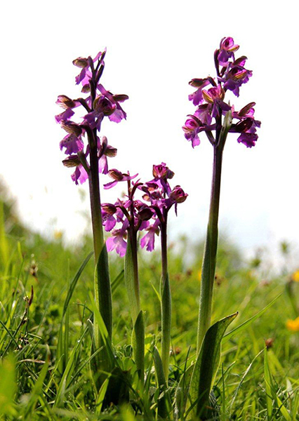 Anacamptis morio