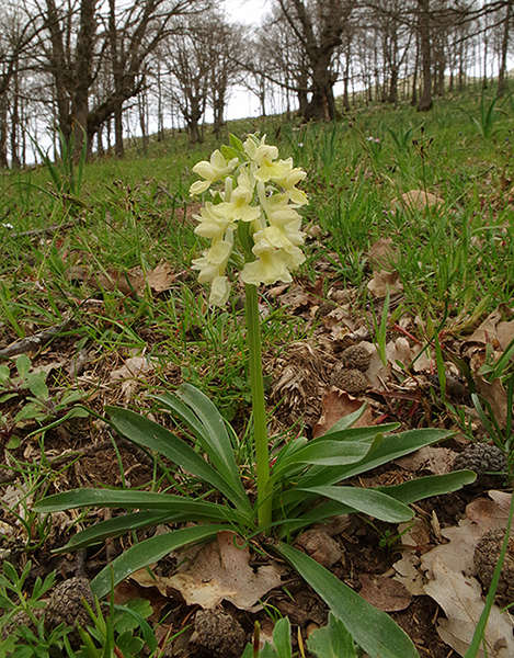 Dactylorhiza romana