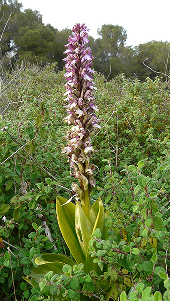 Himantoglossum robertianum