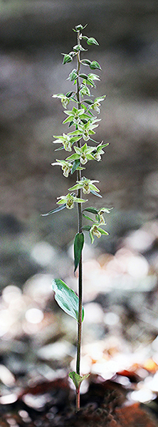 Epipactis purpurata