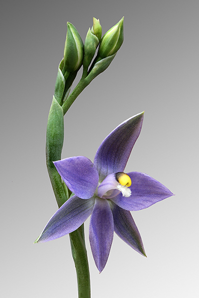 Thelymitra nuda 