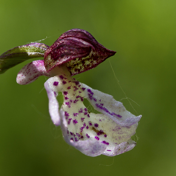 Orchis purpurea