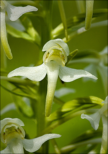 Platanthera chlorantha
