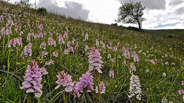 Dactylorhiza maculata