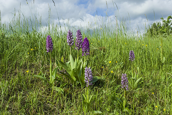 Orchis militaris