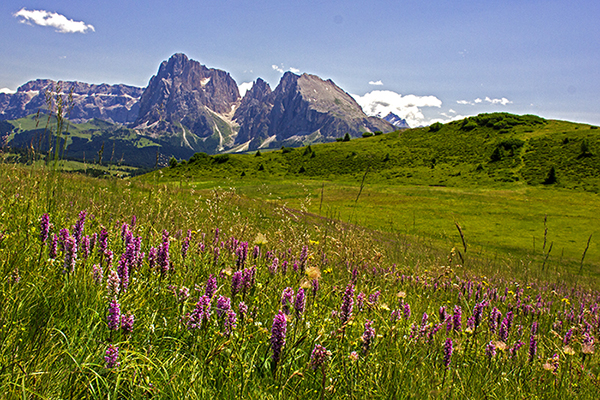 Gymnadenia conopsea