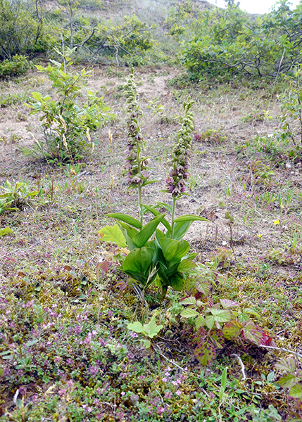 Epipactis helleborine ssp. neerlandica