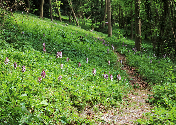 Orchis purpurea
