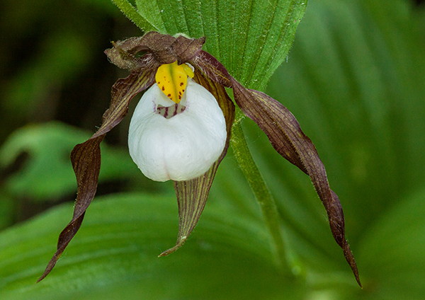 Cypripedium montanum
