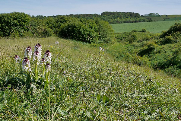 Dactylorhiza purpurella