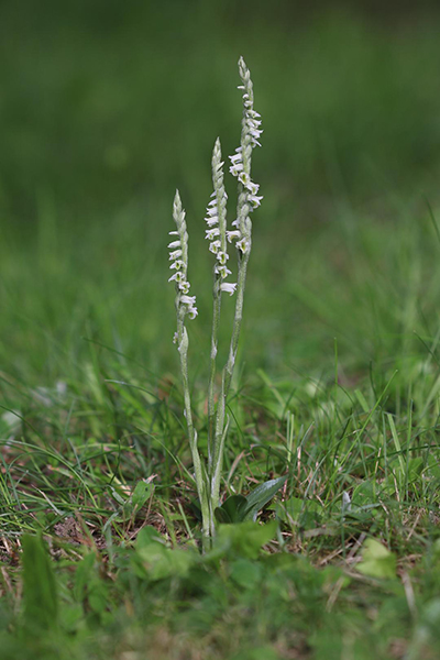 Spiranthes spiralis
