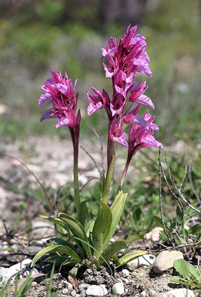 Anacamptis papilionacea