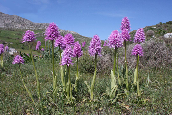 Orchis italica