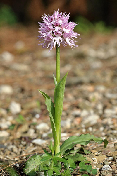 Orchis italica