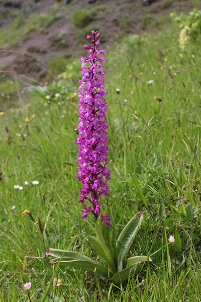 Orchis mascula