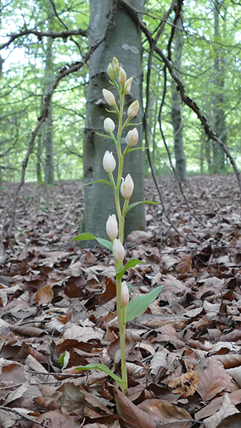 Cephalanthera damasonium