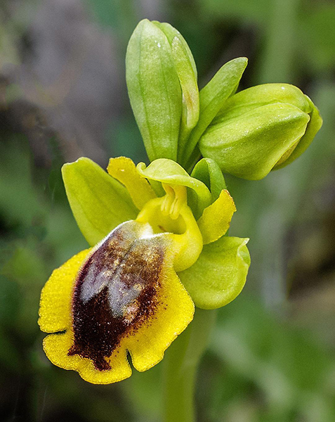 Ophrys lutea