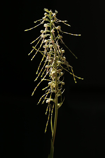 Himantoglossum hircinum