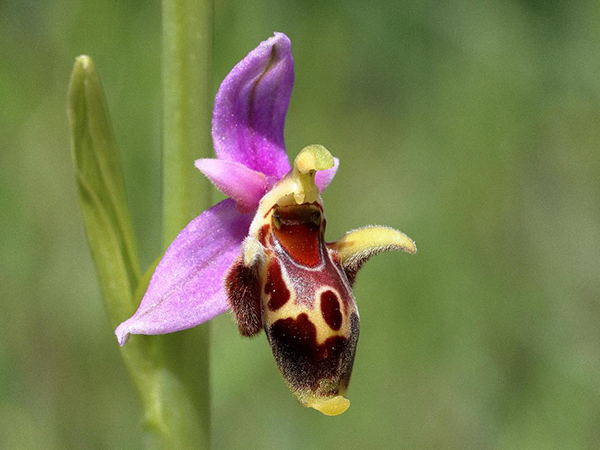 Ophrys cornutula
