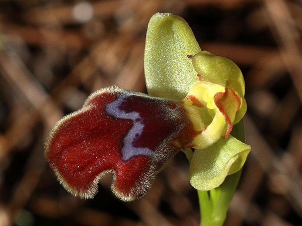 Ophrys omegaifera