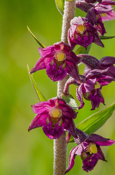 Epipactis atrorubens