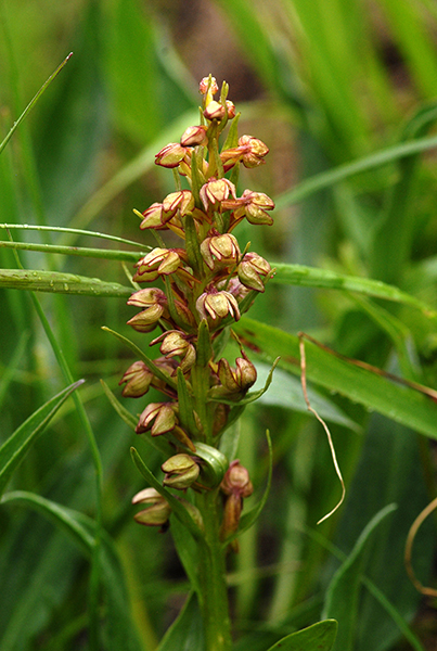 Dactylorhiza viridis