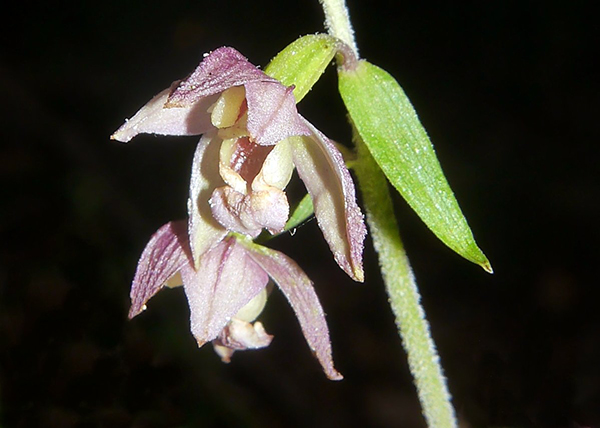 Epipactis helleborine