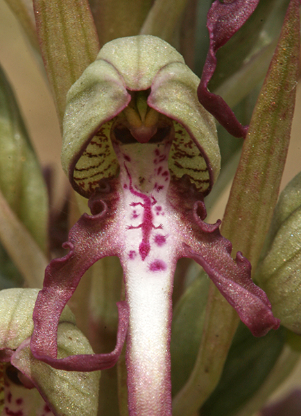 “Lizard Orchid”