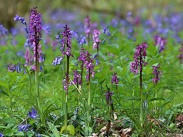 Orchis mascula