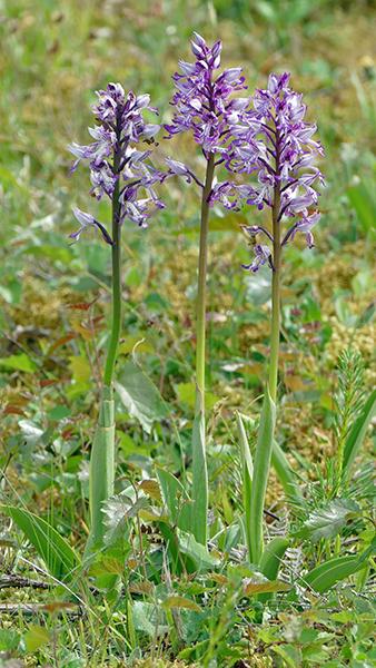 Orchis militaris
