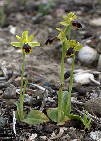 Ophrys sicula