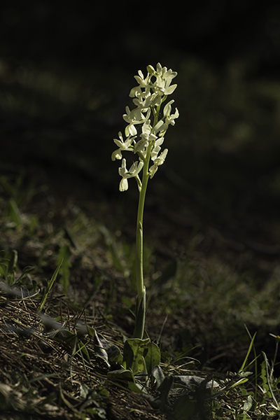 Orchis provincialis