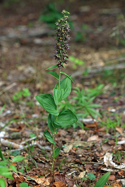 Epipactis helleborine