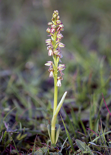 Orchis anthropophora