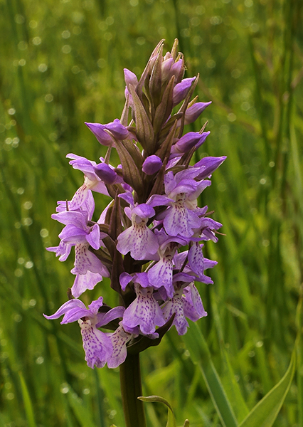 Dactylorhiza praetermissa