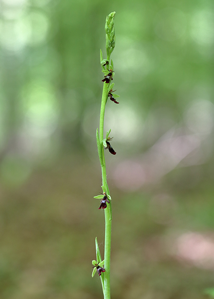 Ophrys insectifera