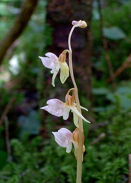 Epipogium aphyllum