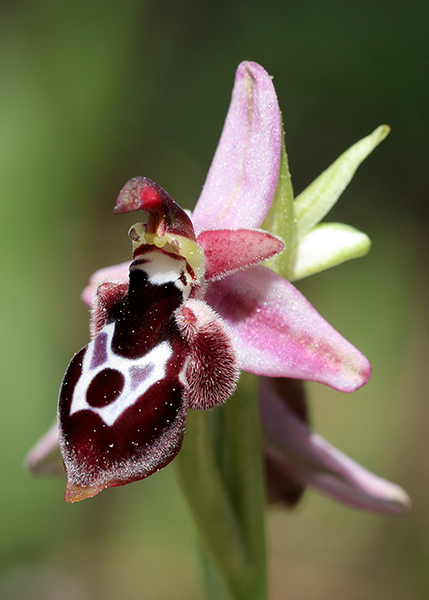Ophrys reinholdii