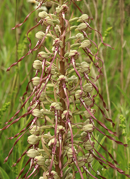 Himantoglossum hircinum