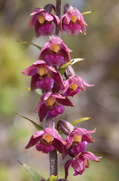 Epipactis atrorubens