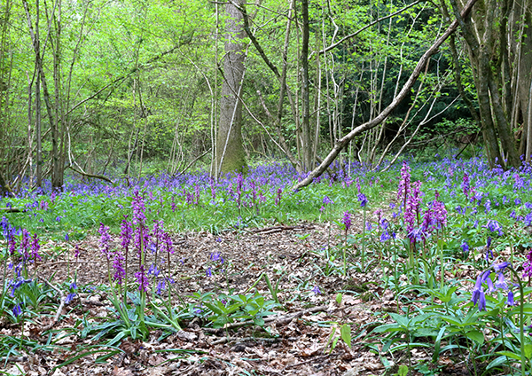 Orchis mascula