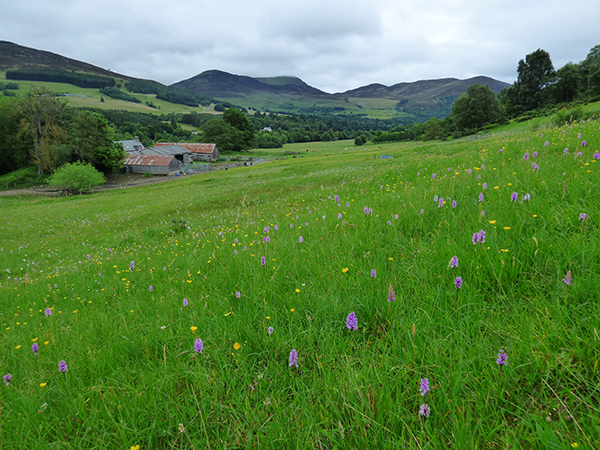 Dactylorhiza maculata and Gymnadenia borealis